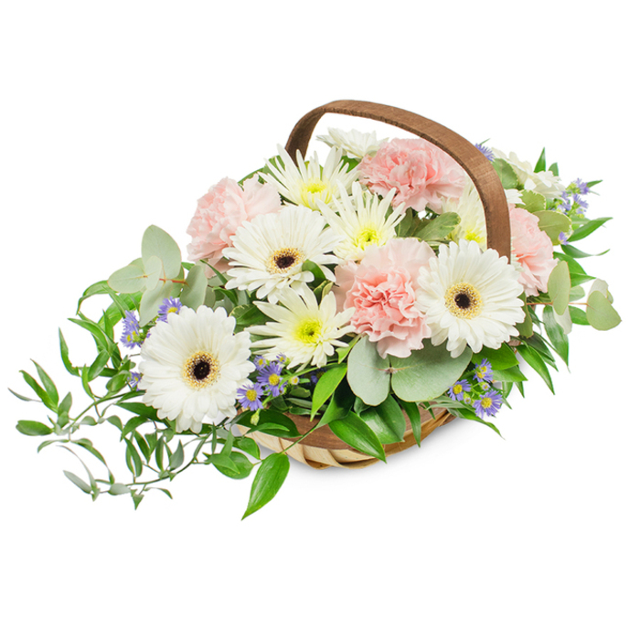 A refined, rustic basket arrangement presented on a pristine white field, where natural textures and a soft colour story take centre stage. Several large white Gerbera daisies stand prominently, their open faces rimmed by clean, crisp petals and centred by striking dark brown discs that provide a dramatic contrast. Interwoven among these are abundant clusters of pale-pink carnations, their frilled petals building a soft, romantic volume that feels both intimate and generous. Compact spray chrysanthemums in white and a pale buttery yellow are tucked throughout, creating a lush, filled-in look that reads as intentionally abundant rather than fussy. Tiny pale-blue to lavender star-shaped blooms-likely small asters-peek through the foliage, offering slender notes of cool colour and a touch of delicacy. The greens are thoughtfully varied: rounded, silvery eucalyptus leaves introduce a cool shimmer and a subtle aromatic lift, while glossy, deep-green ruscus trails outward on the left, contributing elegant movement and balance. The light is clear and even, bringing out the petals' velvety textures and the basket's woven grain, and suggesting a freshness like a weekday morning in Kilburn Market. This arrangement carries a versatile sentiment-equally appropriate as a calming funeral tribute, a gentle get-well gesture, or a refined gift for a neighbour on Kilburn High Road-and reflects the kind of considered craftsmanship local florists use when creating pieces for the community.