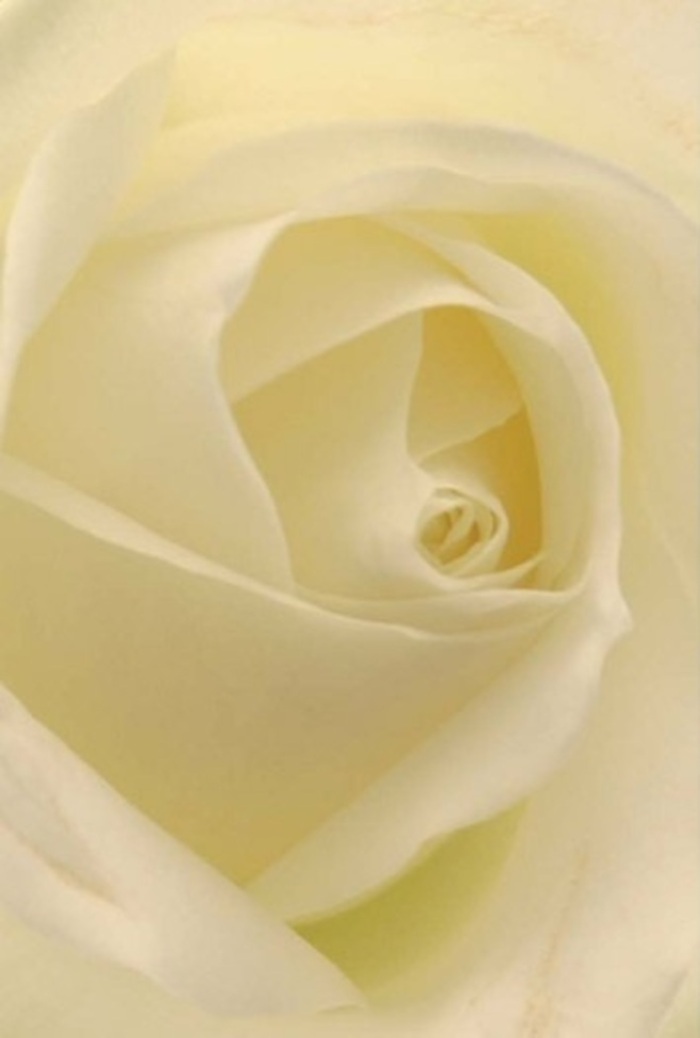 Taking in this stunning close-up of a white rose, imagine the tranquility that fills a Kilburn florist's shop on a quiet afternoon. The creamy petals gently spiral together, luminous with layered shades that ebb from snowy white to the faintest blush of butter, reflecting the natural light that streams in from Kilburn Grange Park just beyond. There is refinement in the composition; each delicately curved petal, matte yet creamy to the eye, evokes the feel of luxurious silk ribbon and the scent of pure, serene fragrance occasionally caught in the breeze. The interplay of subtle shadows along the folds brings dimension and life, as though the bloom harbours its own gentle glow. For the seasoned florist, this rose embodies all that is meaningful in a gesture-suitable for just about any occasion from heartfelt apologies to understated tokens of love, be it a romantic moment, a wedding on Iverson Road, or a respectful tribute delivered by Flower Delivery Kilburn to a neighbour in need. The purity of the spiraled centre speaks of hope and enduring affection, while the nearly translucent edges remind one of nature's delicate wisdom. The overall sensation is one of calm, sophistication, and resilience, quietly affirming that sometimes the most powerful emotions are conveyed in the simplest, most beautiful forms.