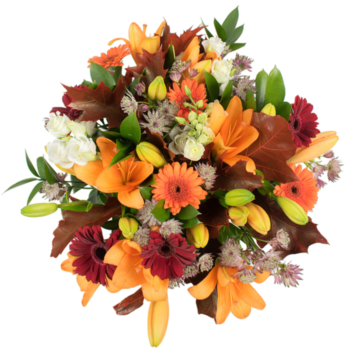 From a close, slightly overhead perspective against a pure white backdrop, this composition reads like a warm harvest memory shaped into flowers: prominent orange Asiatic lilies with wide, graceful petals form the visual anchor, their opened faces drawing the eye inward. Scattered among them are joyful Gerbera daisies in bright orange and deep burgundy-red, their ray-like petals creating a sunburst effect that brings rustic cheer. Nestled between these stronger forms are delicate, creamy-white Lisianthus with their layered, ruffled petals, softening the arrangement and offering gentle breathes of light. The muted purple and grey tones of Astrantia appear as lacy clusters throughout, their tiny star-shaped florets adding complex texture and a sense of airiness. Large, lobed leaves in reddish-brown and maroon-reminiscent of fallen oak or maple-are woven through the bouquet to reinforce the seasonal story, while glossy green foliage provides a fresh, lively backdrop. Several unopened lily buds in pale orange and tender green introduce rhythm and the pleasing promise of more blooms to come. The tightly packed, rounded silhouette feels generous and very fresh, as if arranged that morning for a harvest-table centrepiece in a Kilburn home or for a cosy dinner on a crisp evening. Light plays softly over the petals and leaves, highlighting velvety textures and the subtle interplay of warm and cool tones. Overall, the bouquet conveys a comforting, celebratory mood-an autumnal embrace that feels handcrafted and intimately familiar to north-west London neighbours.