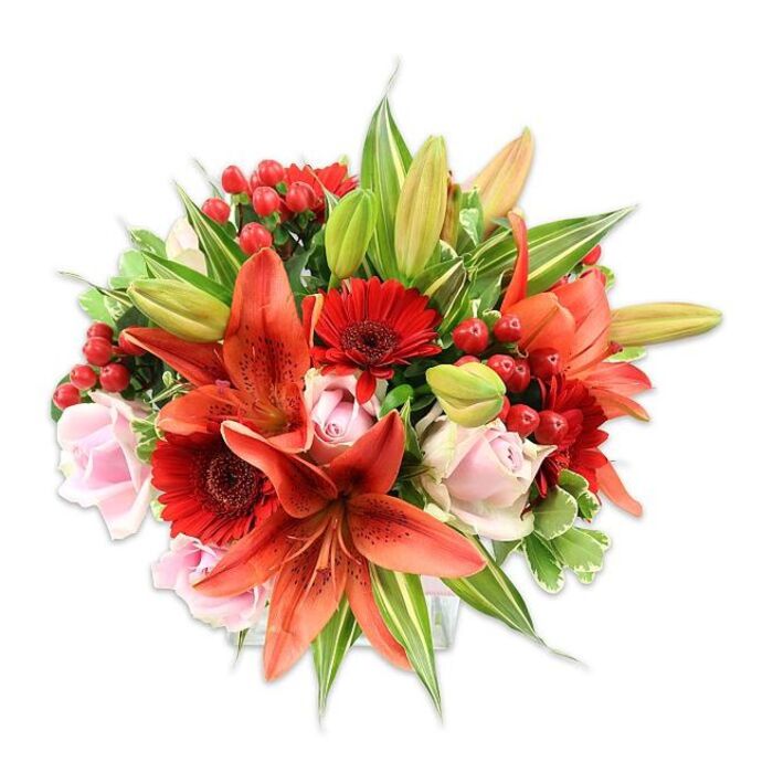 This opulent bouquet, set against a bright white backdrop, reads as an expert study in balance between fiery drama and soft romance - the sort of arrangement that often leaves customers on Kilburn High Road admiring the colour from outside the shop window. At its heart are several large Asiatic lilies in a striking orange-red; their broad, recurved petals show subtle speckling and dramatic stamens that catch the eye and lend structural depth. Interspersed are vivid crimson Gerbera daisies, easily identified by their many thin petals and darker central disks, which create energetic bursts across the rounded composition. Gentle blush-pink roses nestle between these stronger elements, appearing in varied stages from compact buds to lush open blooms, their velvety petals introducing a tender softness to the palette. Clusters of small, glossy red hypericum berries are threaded throughout, their polished sheen and compact form adding a festive, jewel-like texture that contrasts with the smoother flower faces. A generous mix of foliage - long, pointed lily leaves, broad green leaves, and a handful of variegated leaves with pale striping - provides depth, framing the flowers so the bouquet reads as both abundant and intentionally composed. Under soft, even lighting the textures are apparent: the papery resilience of lily petals, the plush density of roses, and the crisp, waxy feel of berries. The scent is implied: a sweet, slightly spicy lily note with fresh green undertones, perfect for marking birthdays, anniversaries, or simply lifting the atmosphere at a Kilburn Grange Park picnic or a Brondesbury flat.