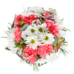 This exuberant Kilburn bouquet captures the essence of joyful gatherings and new beginnings, as seen in the neighbourhood's lively markets and springtime celebrations along Kilburn High Road. A top-down view reveals crisp white daisies, their greenish centres bright and friendly, rising proudly among clouds of plush coral-pink carnations. The soft ruffles and tender palettes are artfully balanced, while airy gypsophila dances between them like tiny flecks of light, amplifying the arrangement's airy, whimsical spirit. Subtle hints of purple-streaked alstroemeria buds, just beginning to open, add an element of anticipation and quiet sophistication, complemented by long sprigs of eucalyptus and deeper green foliage that frame and support the florals. Every stem is thoughtfully placed, allowing the bouquet to radiate warmth, gratitude, and celebration throughout Kilburn, whether destined for a birthday, anniversary, or simply to bring a smile on a quiet afternoon. The bouquet feels as fresh and uplifting as a morning stroll through the leafy side streets near Paddington Old Cemetery, emblematic of Kilburn's unique blend of vibrance and serenity. Designed by local florists, this arrangement brings a sense of tranquillity and festive cheer to any space, available for prompt delivery throughout the Kilburn community.
